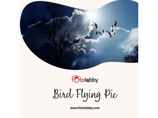 bird-flying-pic-by-fotolobby-small-0