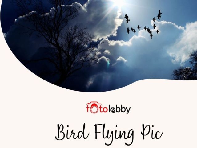 bird-flying-pic-by-fotolobby