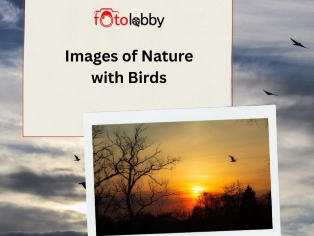 images-of-nature-with-birds-by-fotolobby