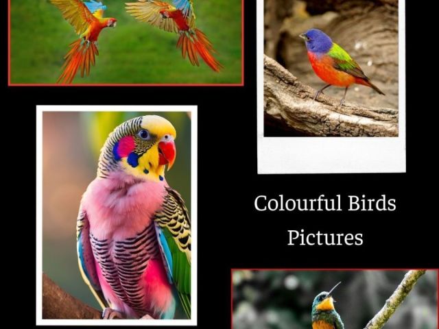 colourful-birds-pictures-by-fotolobby