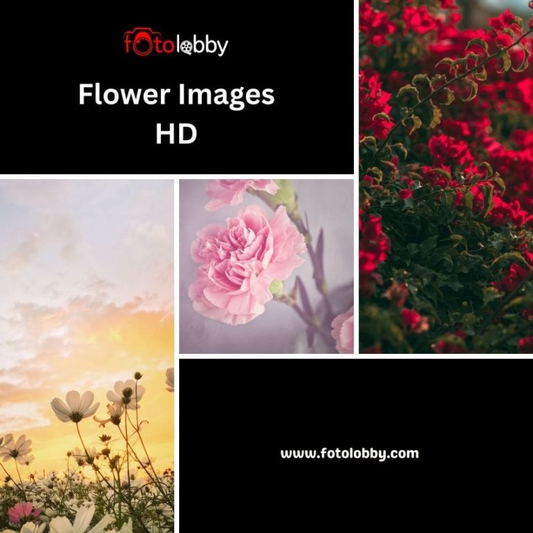 flower-images-hd-by-fotolobby-big-0