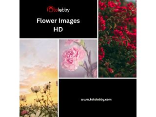 flower-images-hd-by-fotolobby-small-0