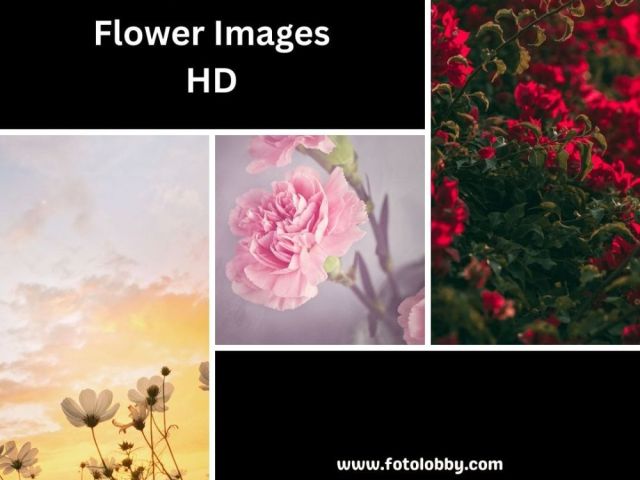 flower-images-hd-by-fotolobby