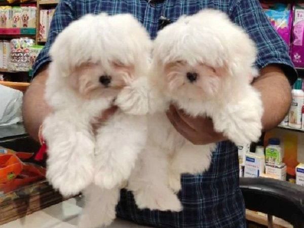 kci-maltese-puppies-available-for-sale-in-pune