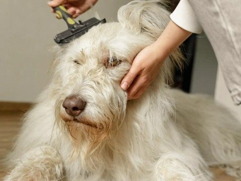 best-pet-coat-colour-restoration-goa
