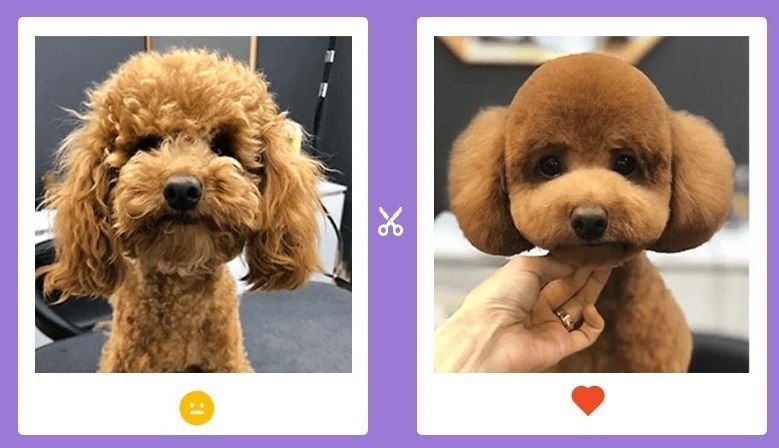 pet-grooming-service-at-home-in-agra-big-0