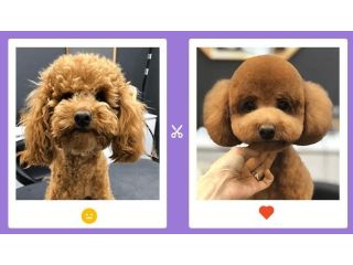 pet-grooming-service-at-home-in-agra-small-0