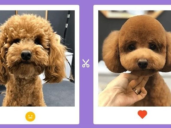 pet-grooming-service-at-home-in-agra