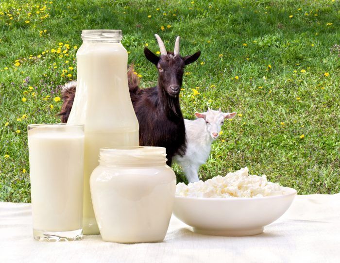 what-is-the-best-time-to-drink-goat-milk-big-0