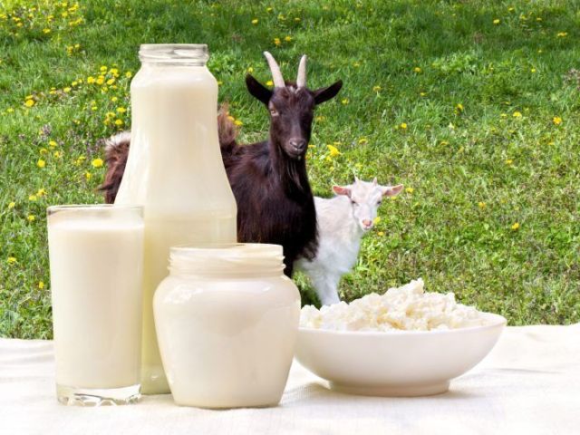 what-is-the-best-time-to-drink-goat-milk