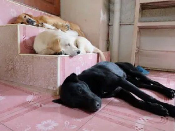 dog-boarding-services-in-agra