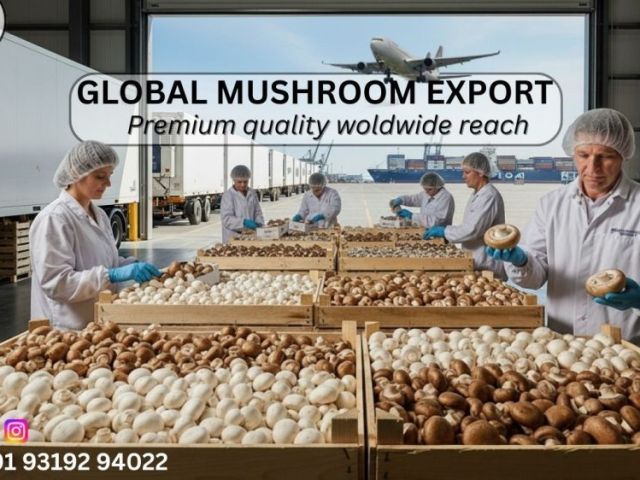 reliable-mushrooms-exporter-in-india-fresh-quality