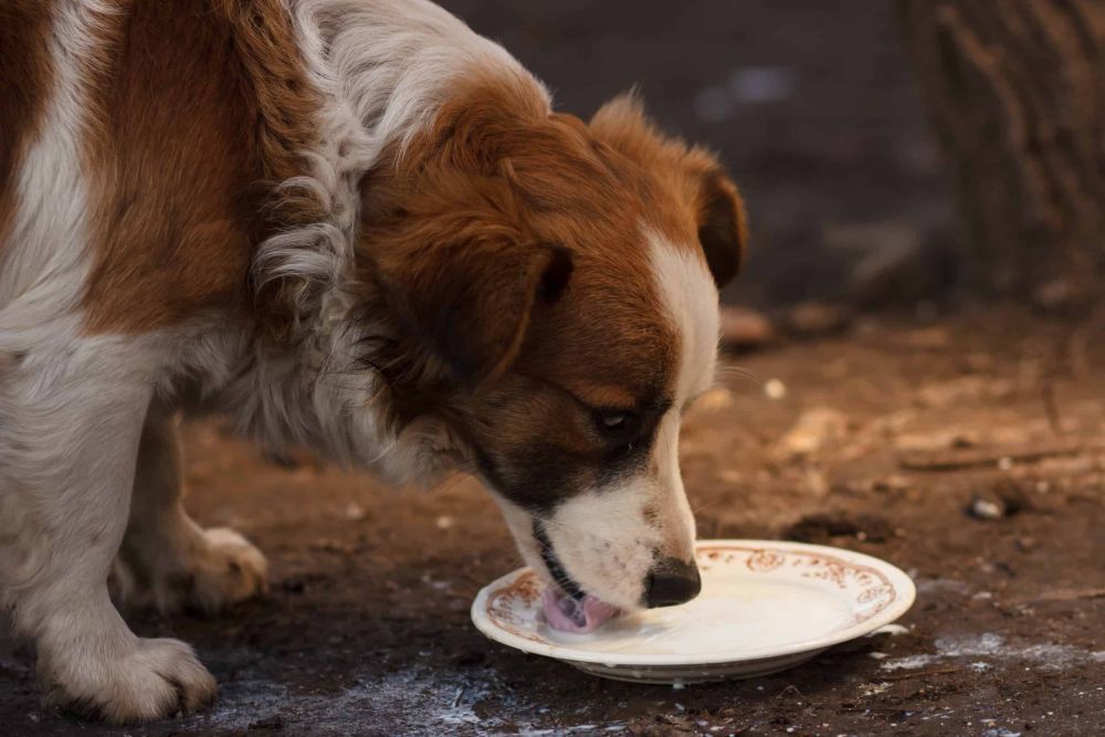 is-raw-goat-milk-good-for-dogs-big-0