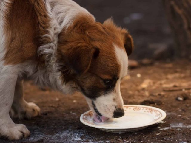 is-raw-goat-milk-good-for-dogs