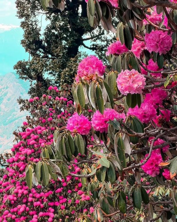 why-uttarakhand-in-march-is-the-perfect-spring-getaway-big-0