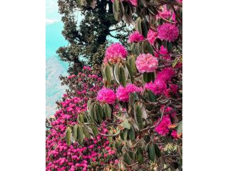 why-uttarakhand-in-march-is-the-perfect-spring-getaway-small-0