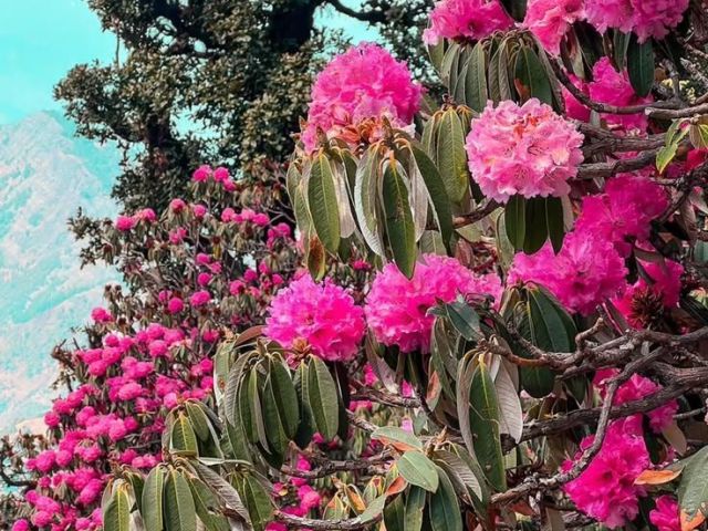 why-uttarakhand-in-march-is-the-perfect-spring-getaway
