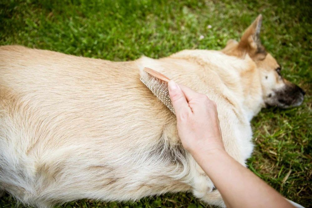is-goat-milk-good-for-dog-fur-big-0