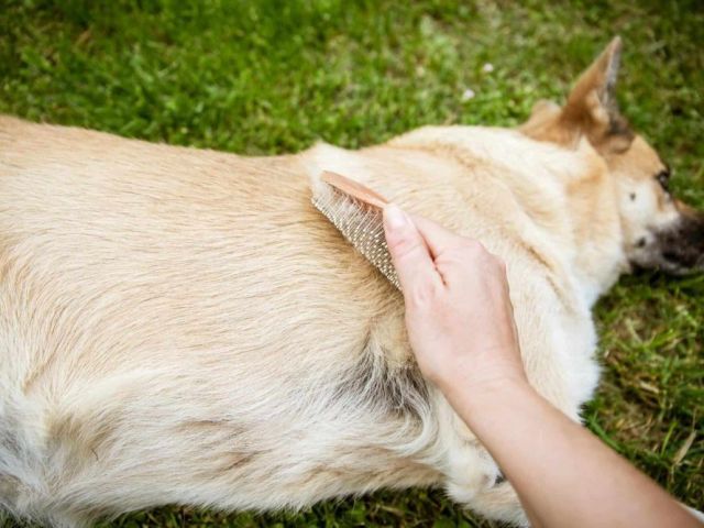 is-goat-milk-good-for-dog-fur