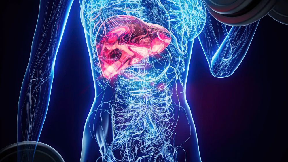 liver-enzymes-explained-what-high-levels-really-mean-big-0