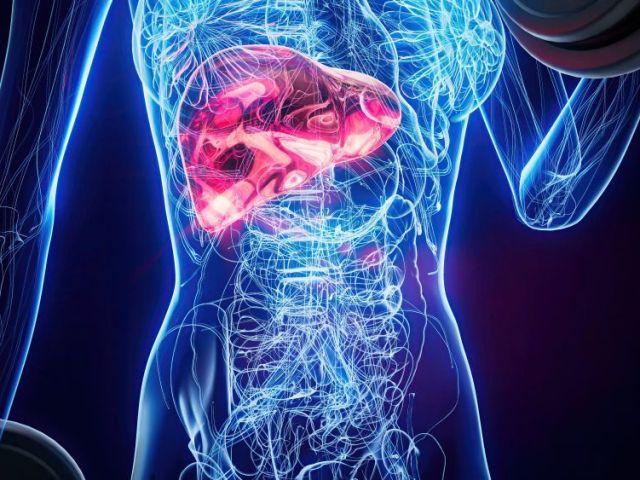 liver-enzymes-explained-what-high-levels-really-mean