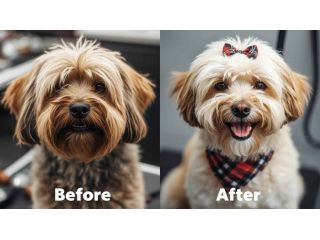 pet-grooming-service-at-home-in-kochi-small-0