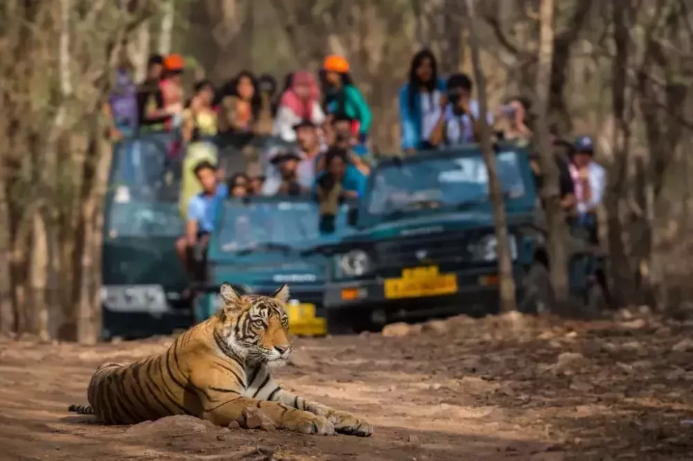 rajasthan-safari-booking-tiger-leopard-safari-big-1