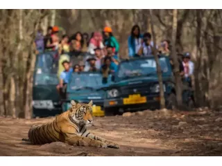 rajasthan-safari-booking-tiger-leopard-safari-small-1