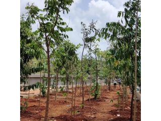 leading-landscape-designer-in-mumbai-for-projects-greenlands-small-0