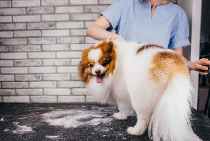 professional-dog-grooming-in-goa-big-0