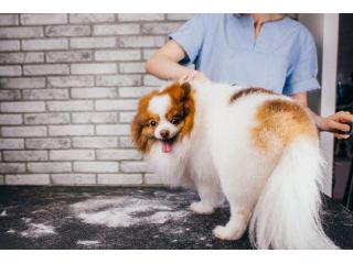 professional-dog-grooming-in-goa-small-0