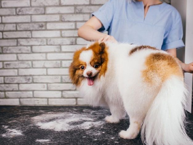 professional-dog-grooming-in-goa