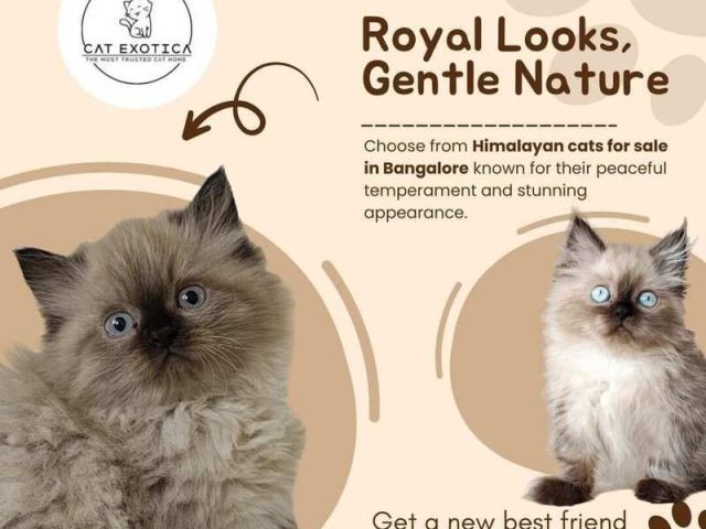 himalayan-cats-for-sale-in-bangalore-himalayan-cat-in-bangalore