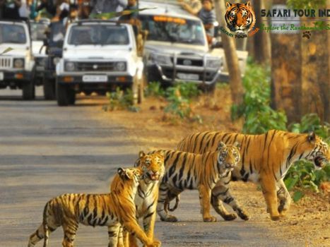 rajasthan-safari-booking-tiger-leopard-safari-in-rajasthan