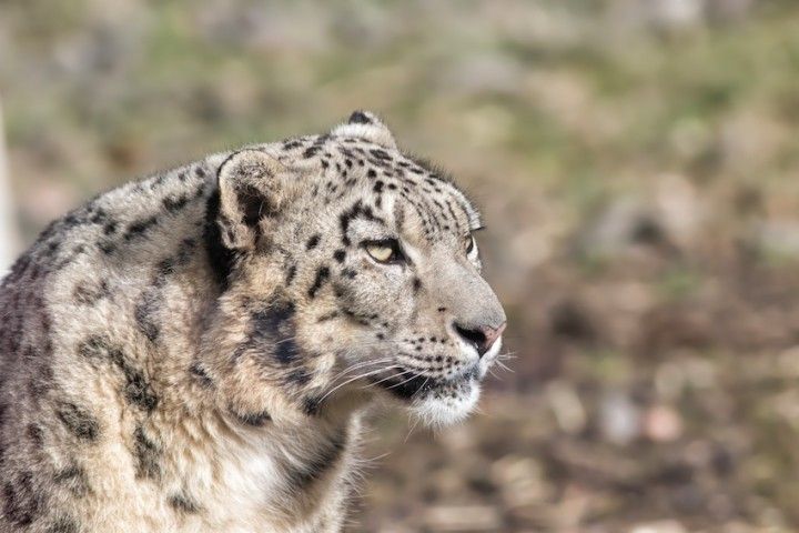 snow-leopard-tours-overland-escape-big-0