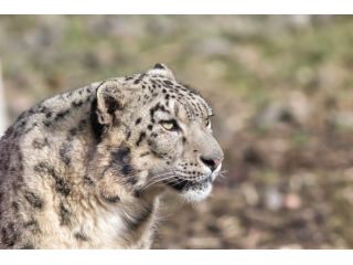 snow-leopard-tours-overland-escape-small-0