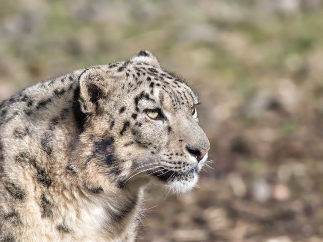 snow-leopard-tours-overland-escape