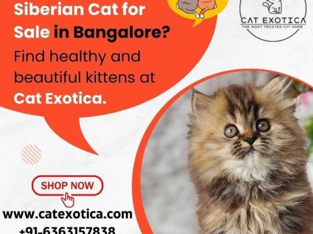 siberian-cat-for-sale-in-bangalore-siberian-kitten-in-bangalore