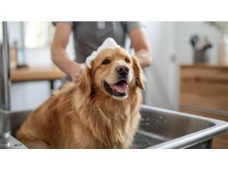 pet-grooming-service-at-home-in-delhi-small-0