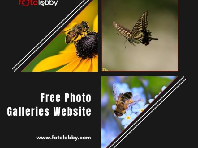 free-photo-galleries-website-by-fotolobby