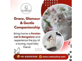 persian-cat-in-bangalore-small-0