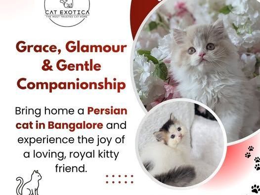 persian-cat-in-bangalore