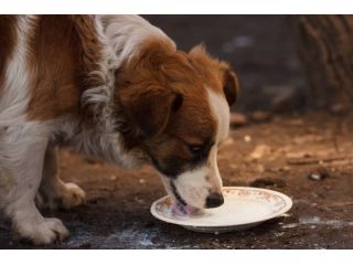 does-goat-milk-settle-a-dogs-stomach-small-0