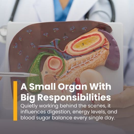the-pancreas-and-its-functions-big-0