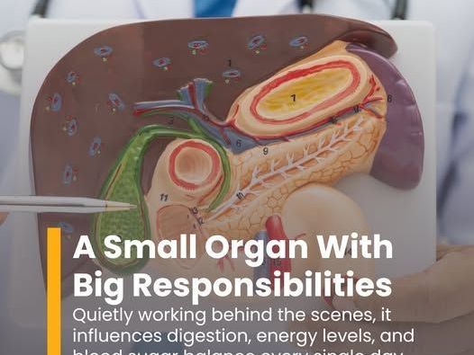 the-pancreas-and-its-functions