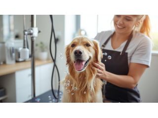 pet-grooming-service-at-home-in-chennai-small-0