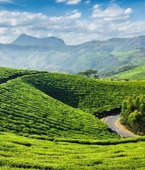 book-your-kerala-trip-today-explore-munnar-and-alleppey-big-2