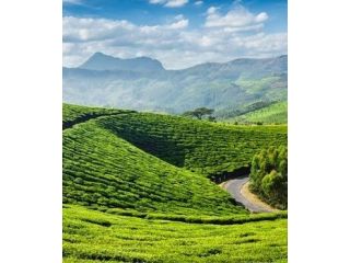 book-your-kerala-trip-today-explore-munnar-and-alleppey-small-2