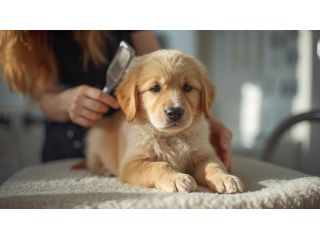 pet-grooming-service-at-home-in-hyderabad-small-0