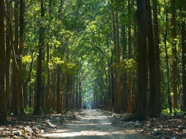 jim-corbett-safari-booking-easy-online-jeep-canter-safari